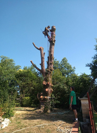 Élagueur et Abattage d'arbres à Bayonne