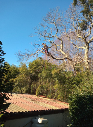 Taille de haie Hastingues