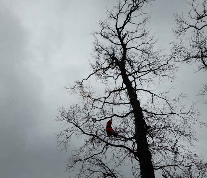 Abattage d'arbres, Taille de haie Hastingues Dax