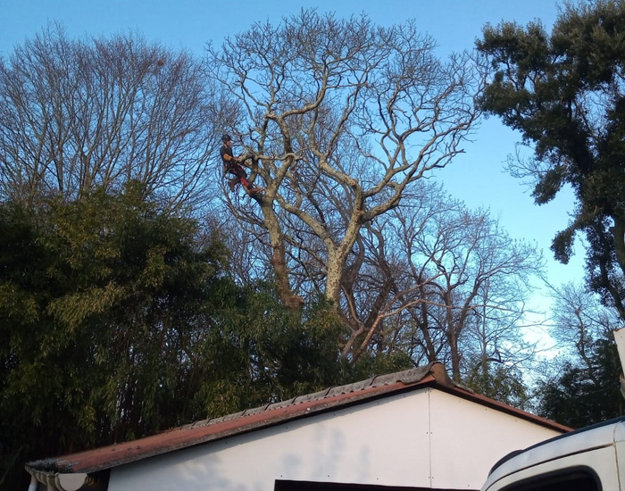 Abattage d'arbres, Taille de haie Peyrehorade Bayonne